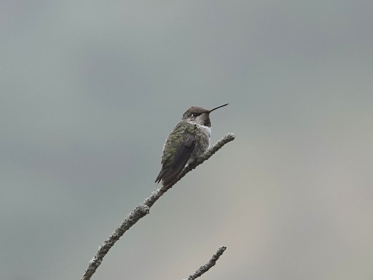 Anna's Hummingbird - ML622330503