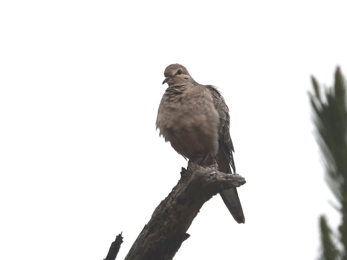 Mourning Dove - ML622330504