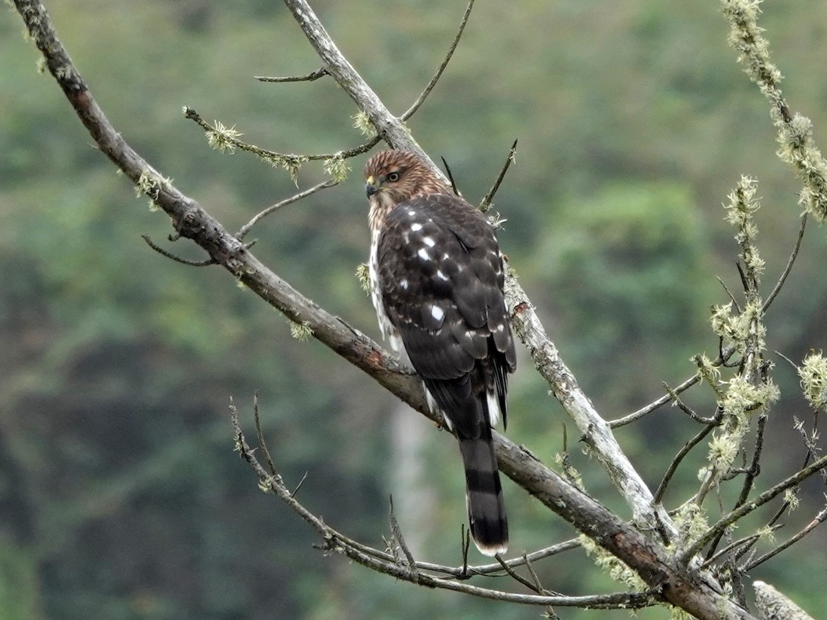 Cooper's Hawk - ML622330509