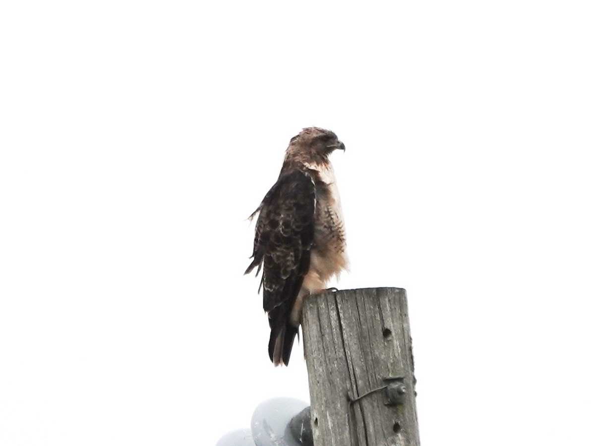 Red-tailed Hawk - ML622330513