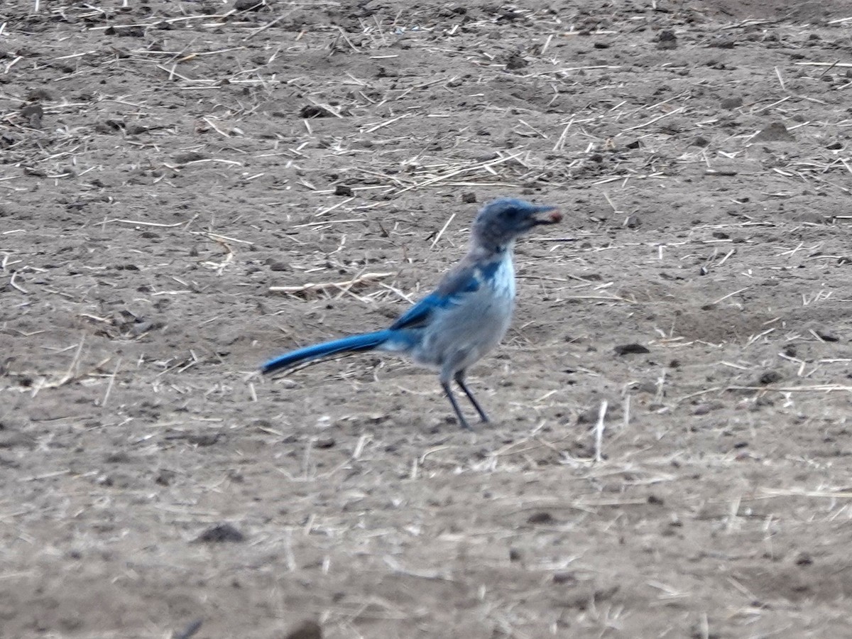 California Scrub-Jay - ML622330526