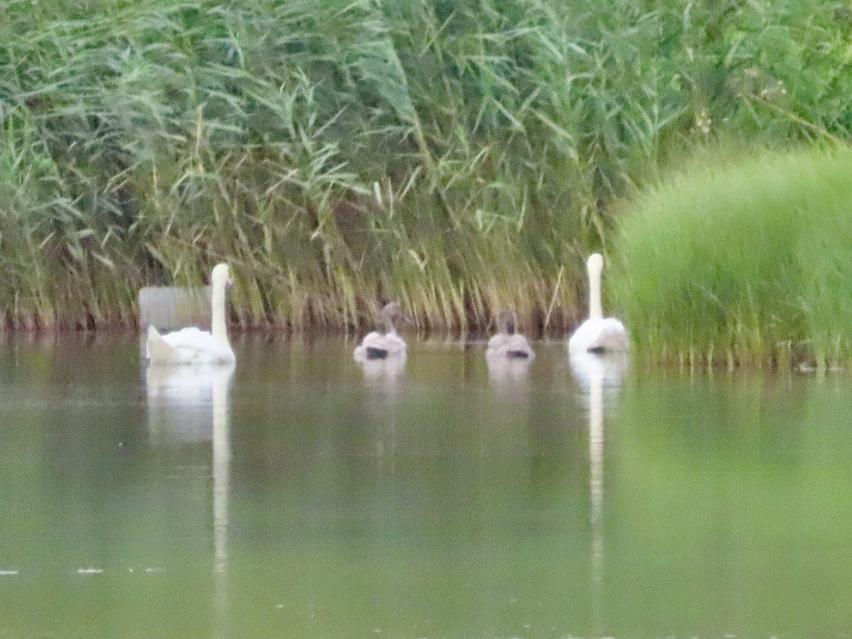 Mute Swan - ML622330528