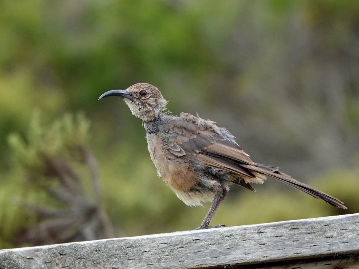 California Thrasher - ML622330531