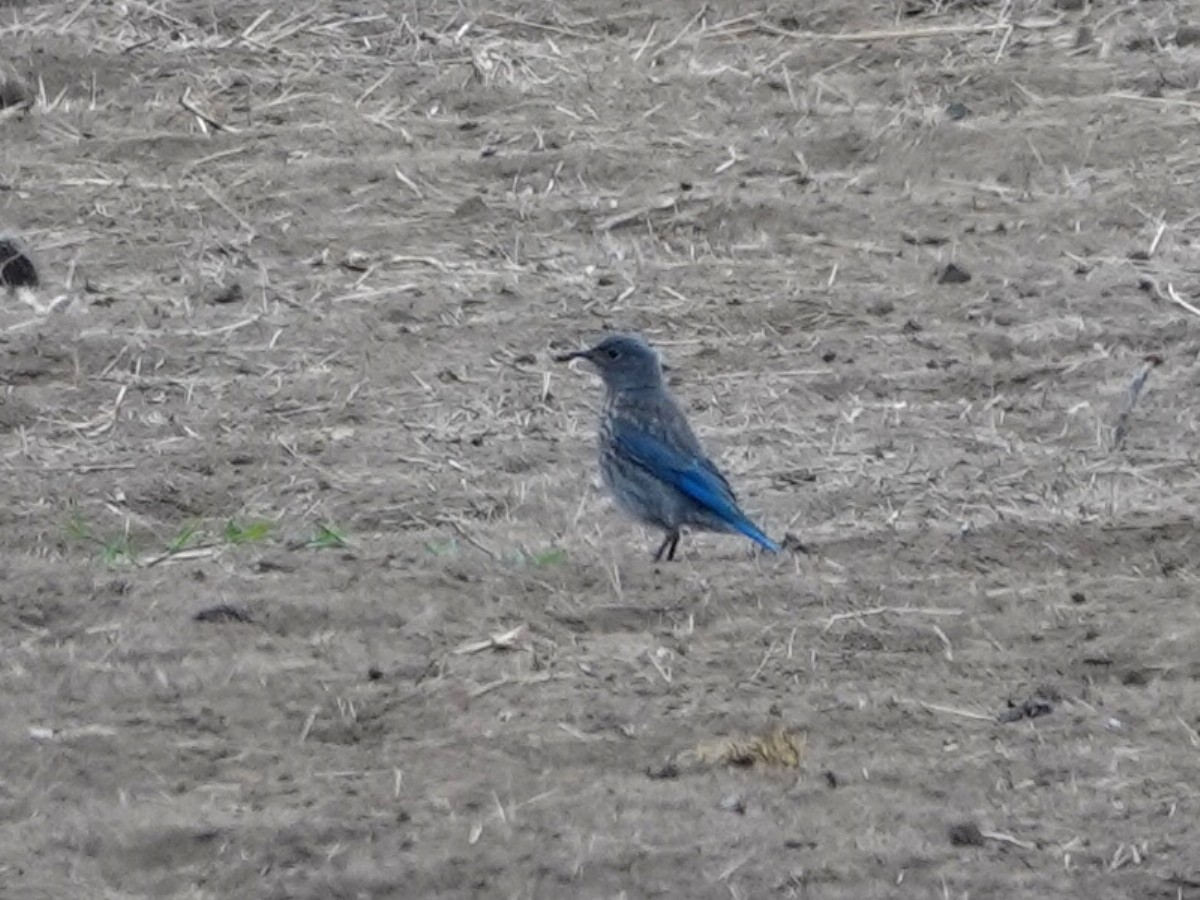 Western Bluebird - ML622330537