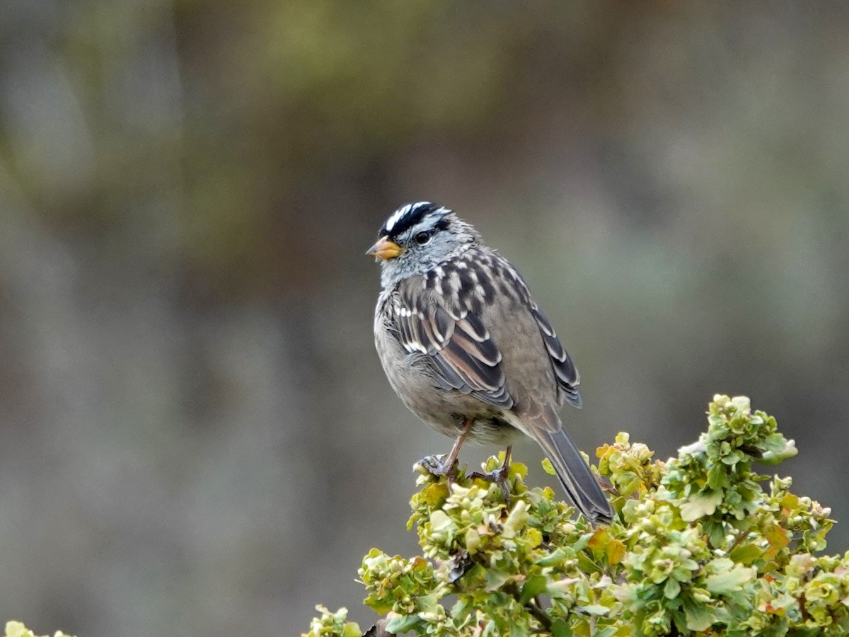 White-crowned Sparrow - Norman Uyeda