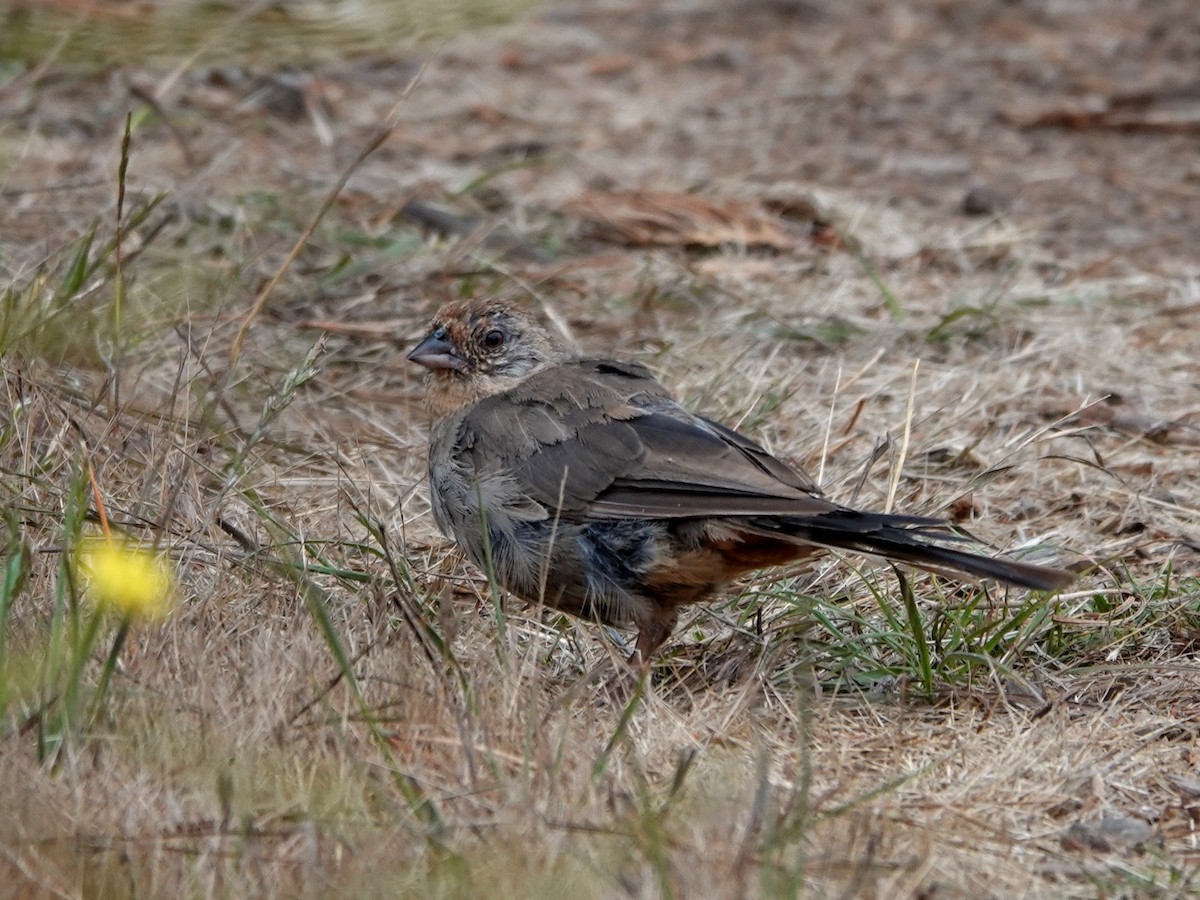 California Towhee - ML622330544