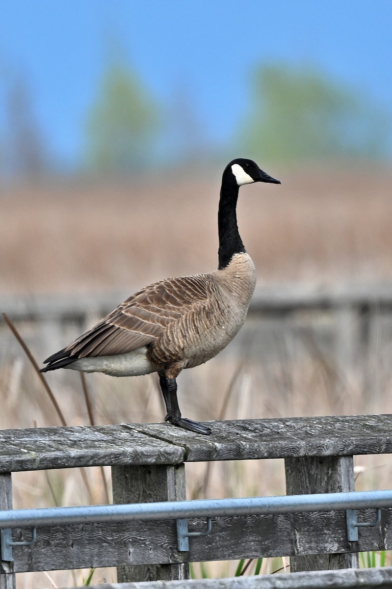 Canada Goose - ML622330580