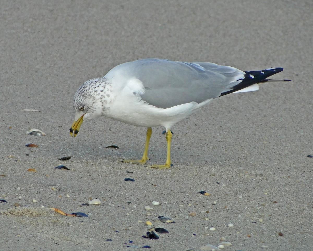 Ring-billed Gull - ML622330658