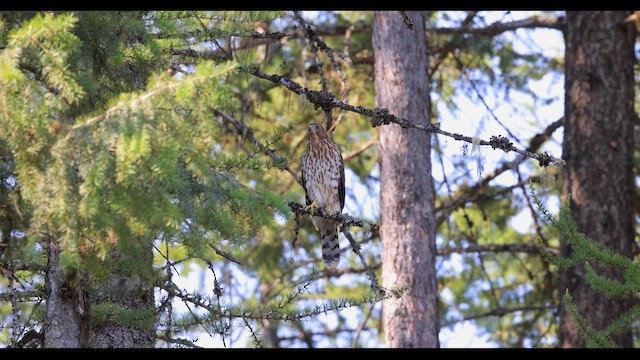 Cooper's Hawk - ML622330701