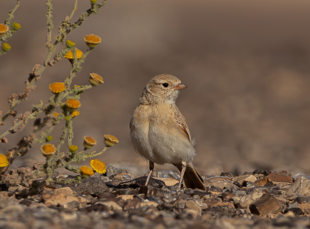 Allodola del deserto minore - ML622330727