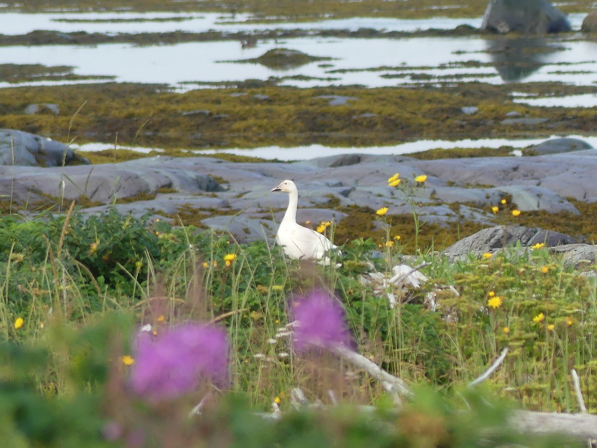 Snow Goose - ML622330748