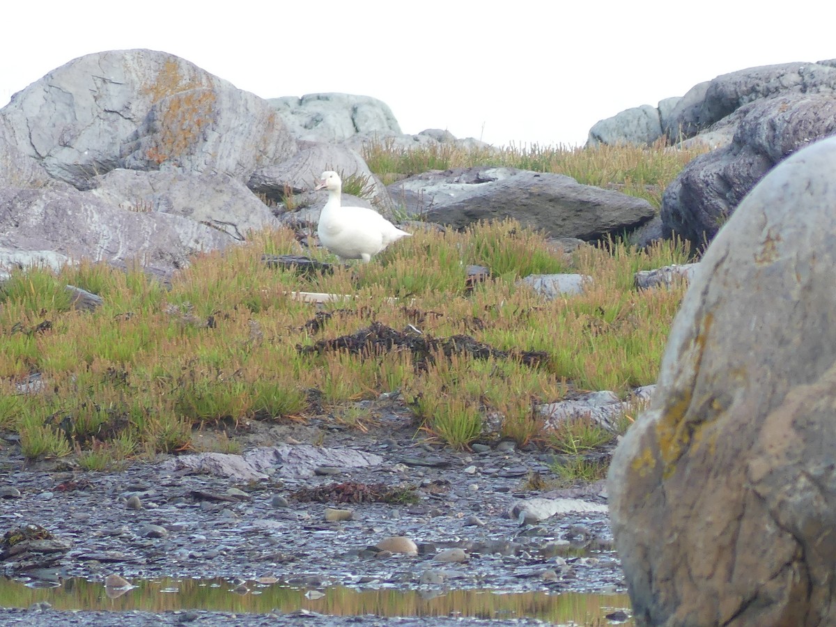 Snow Goose - ML622330749