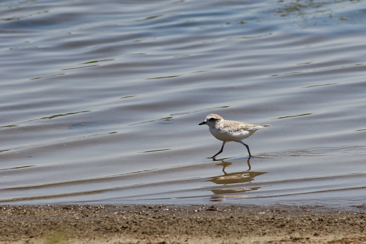 Snowy Plover - Corey Entriken