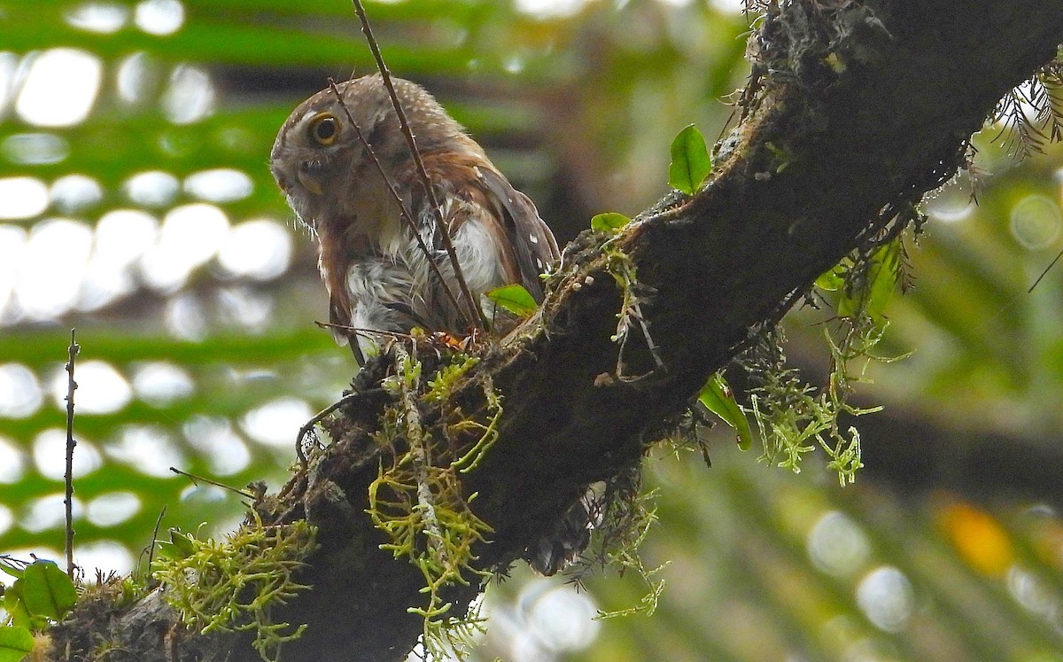 Least Pygmy-Owl - Miguel Angelo Biz