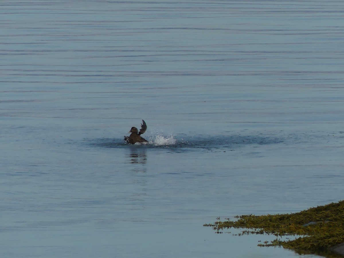 Common Eider - ML622330786