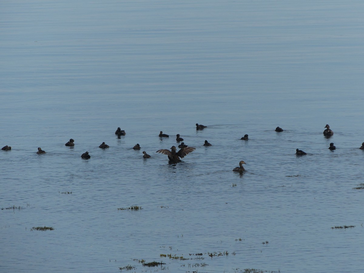 Common Eider - ML622330787