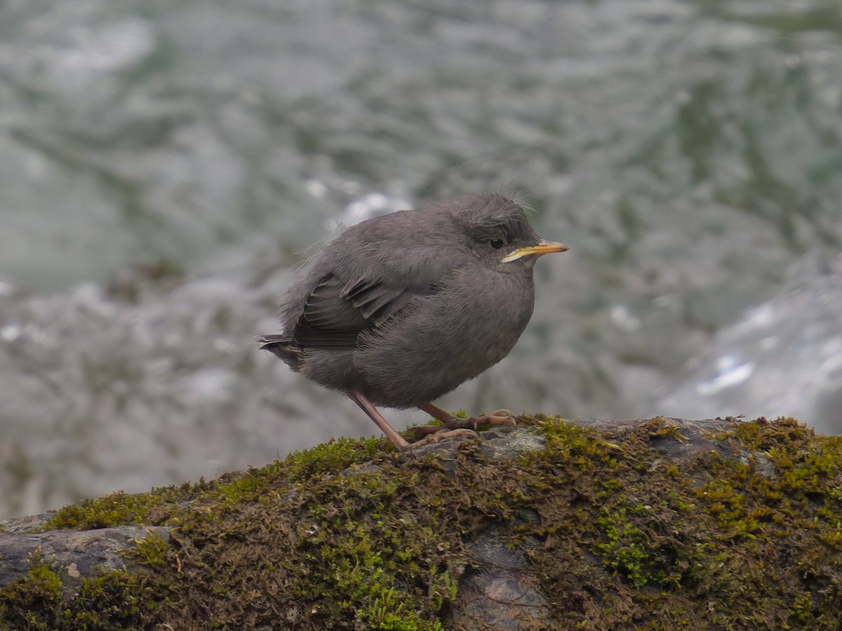 American Dipper - ML622330845