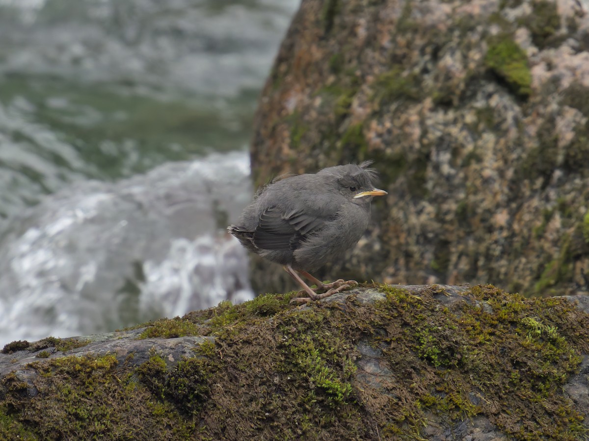 American Dipper - ML622330846