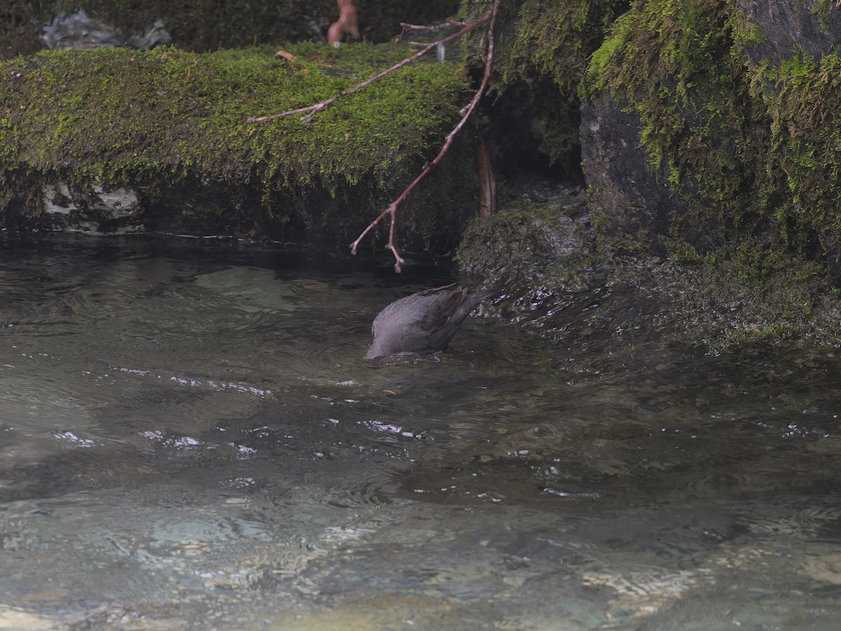 American Dipper - ML622330847