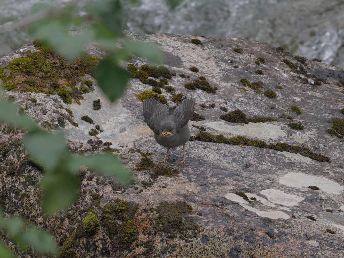 American Dipper - ML622330848