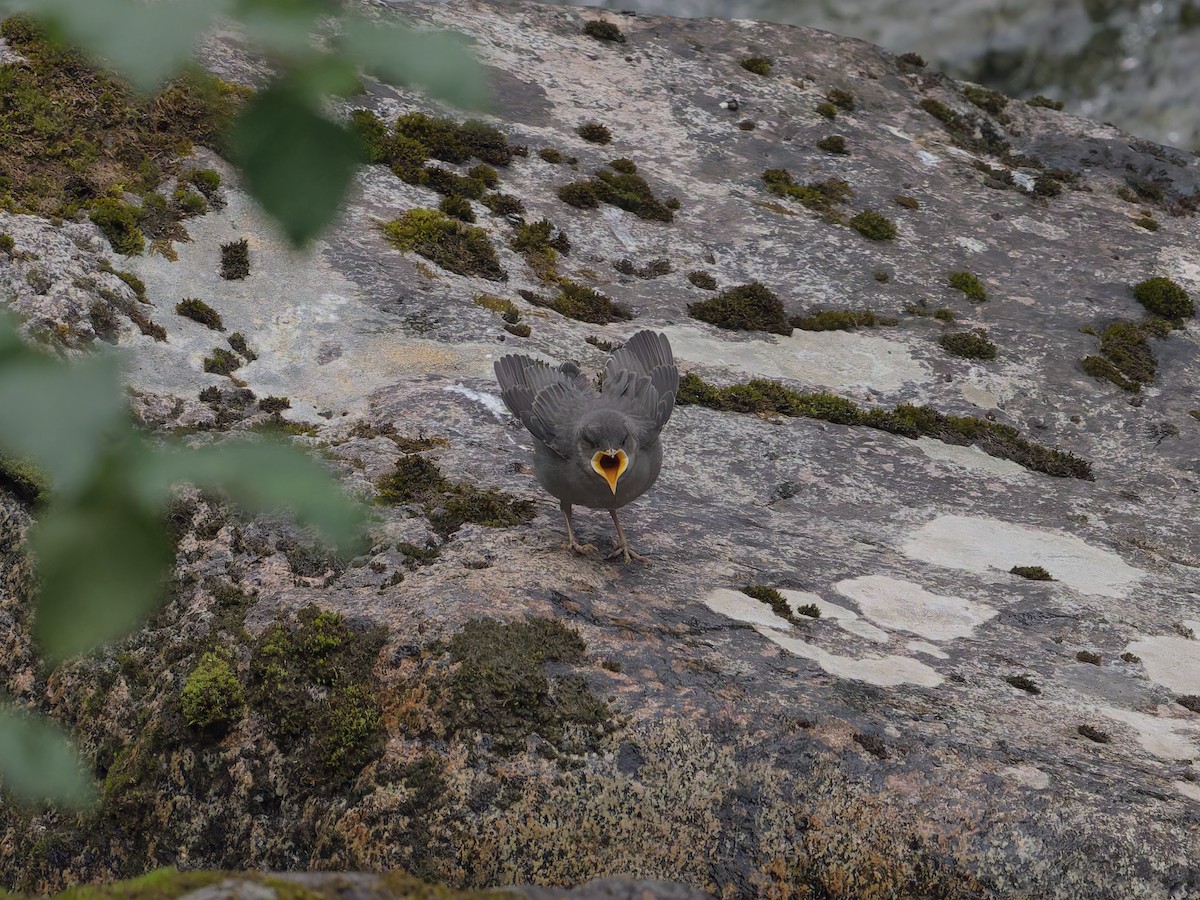 American Dipper - ML622330849