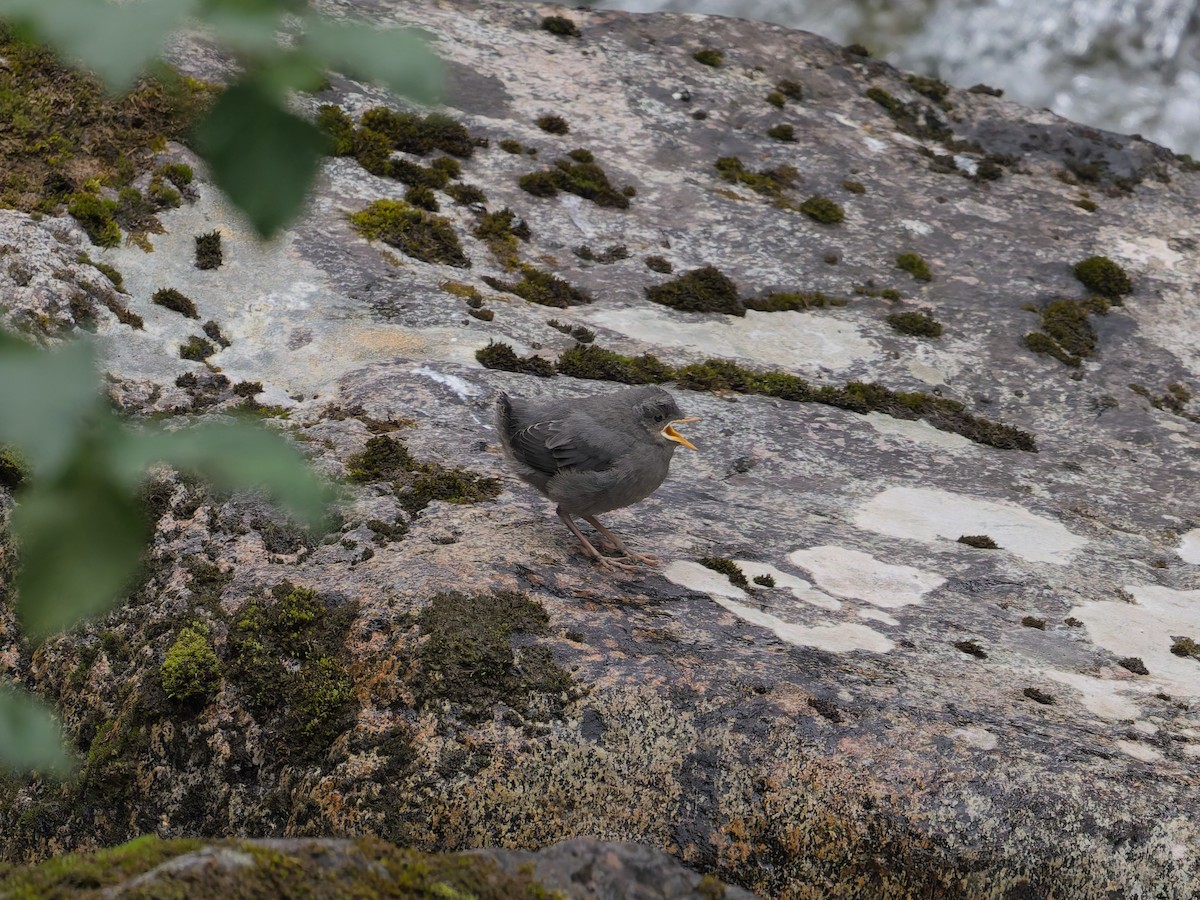 American Dipper - ML622330850