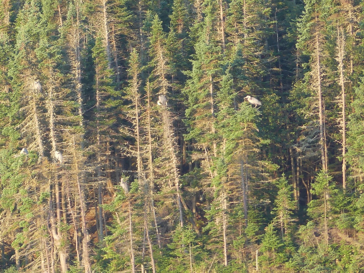 Great Blue Heron - ML622330909
