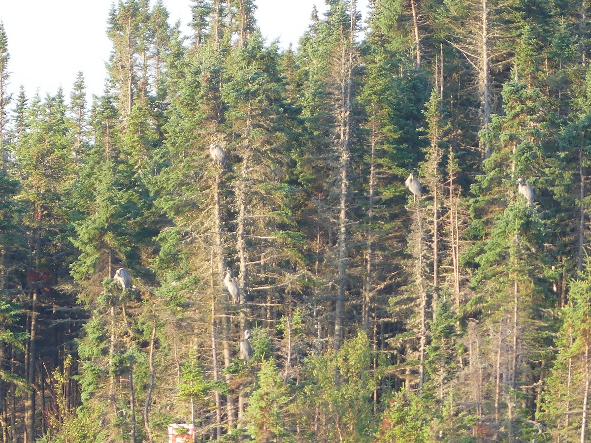 Great Blue Heron - ML622330911
