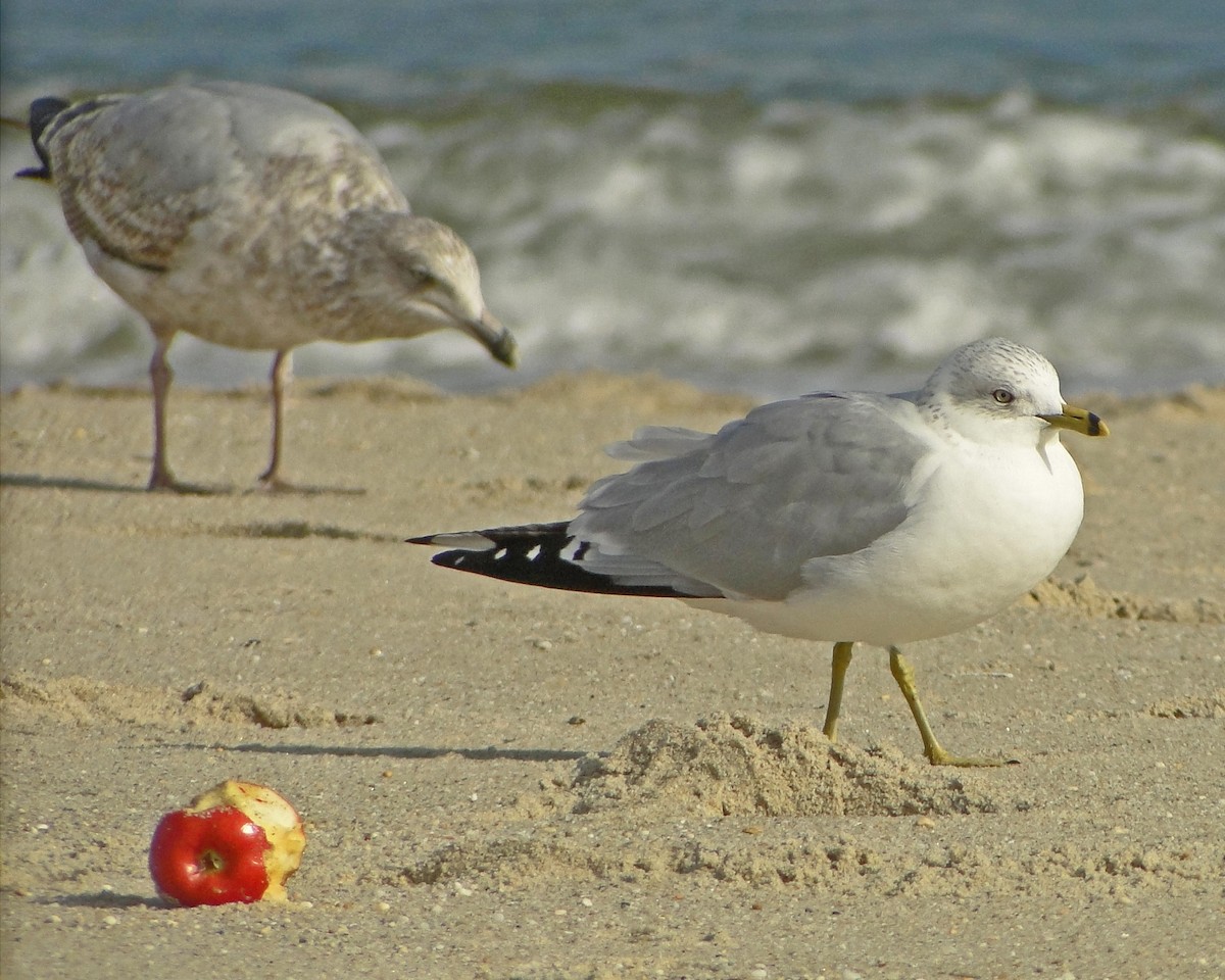 Ring-billed Gull - ML622330917