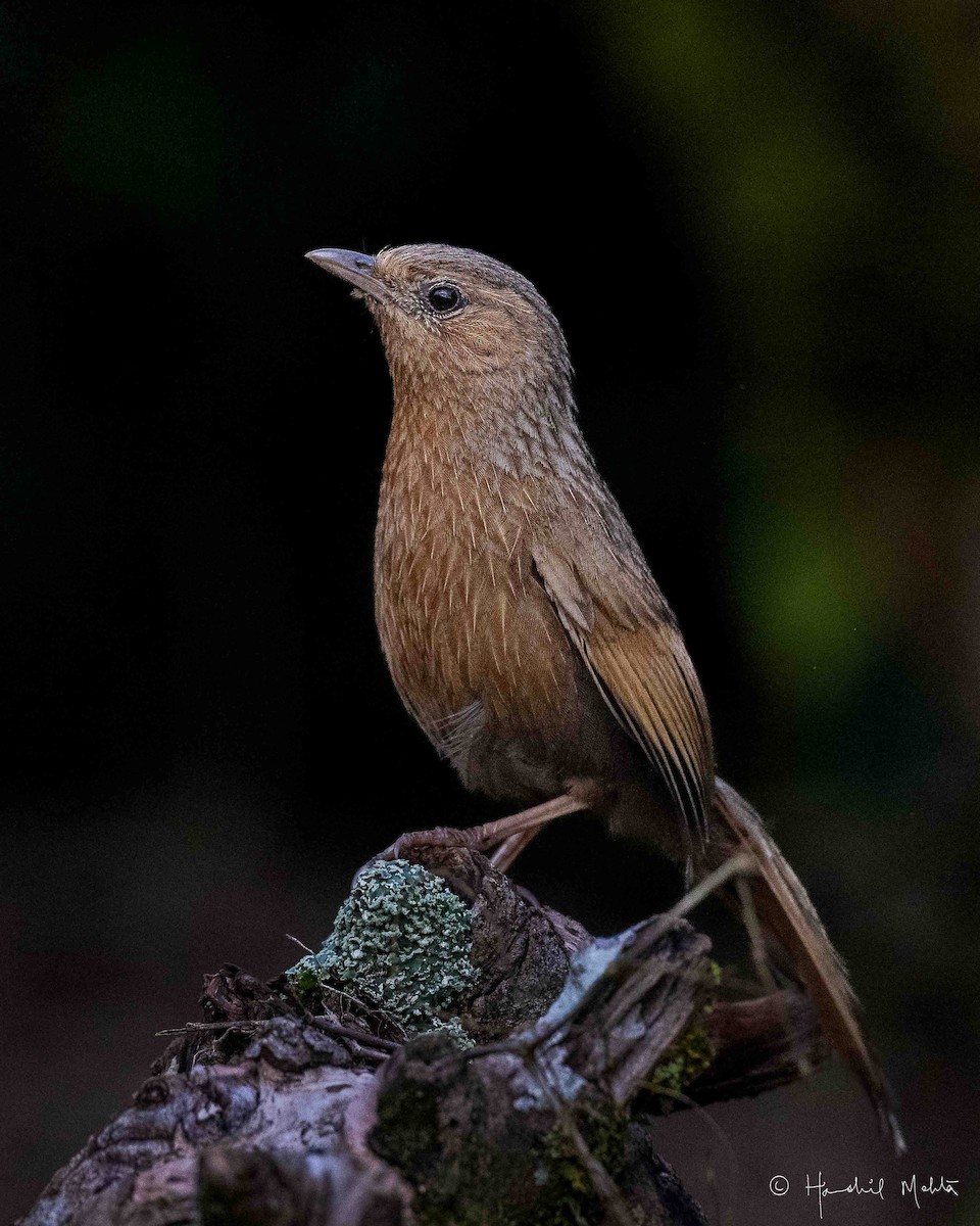 Streaked Laughingthrush - ML622330964