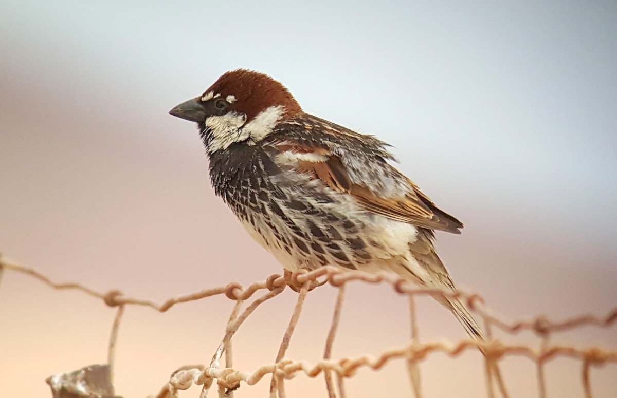 Spanish Sparrow - ML622330968