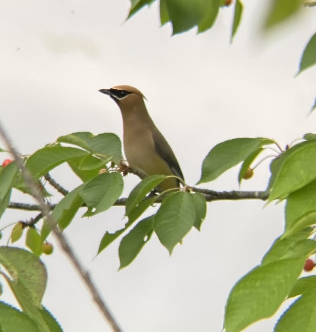 Cedar Waxwing - ML622330985