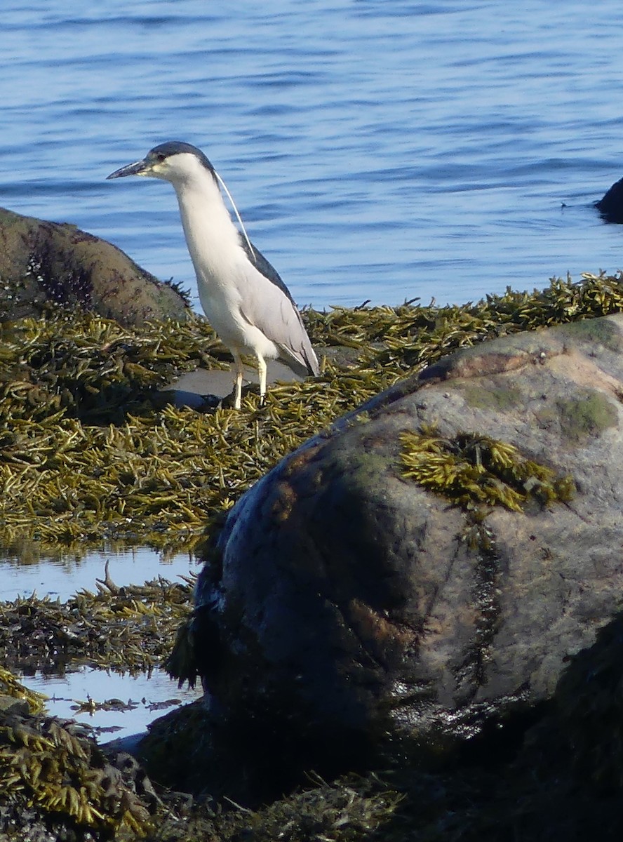 Black-crowned Night Heron - claudine lafrance cohl