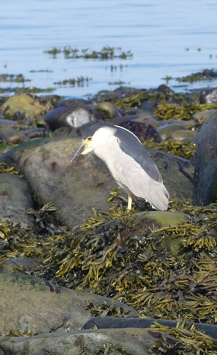 Black-crowned Night Heron - ML622330993