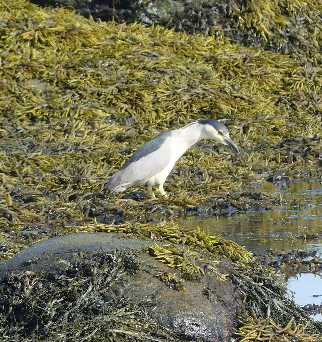 Black-crowned Night Heron - ML622330994