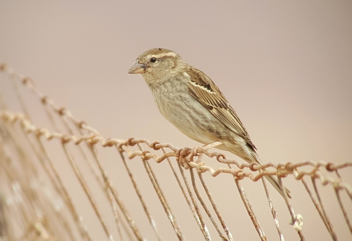 Spanish Sparrow - ML622331008