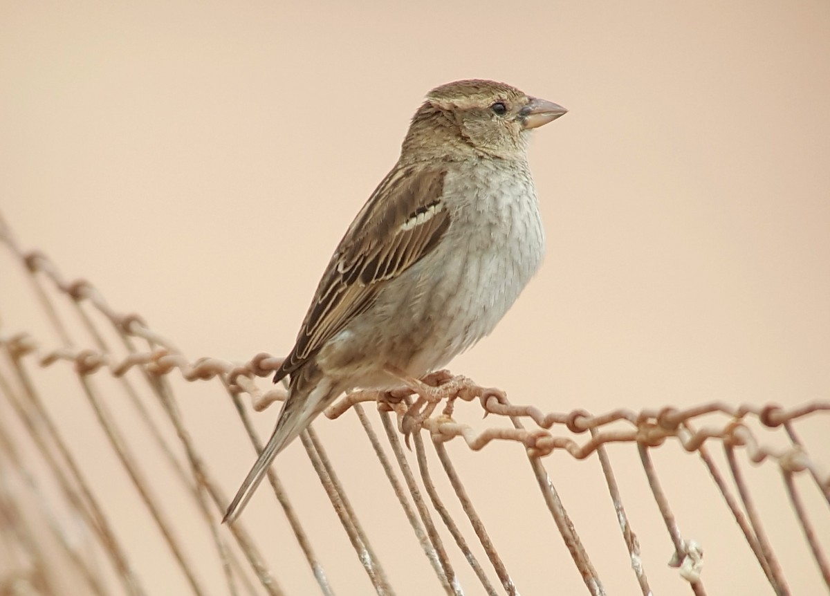 Spanish Sparrow - ML622331022