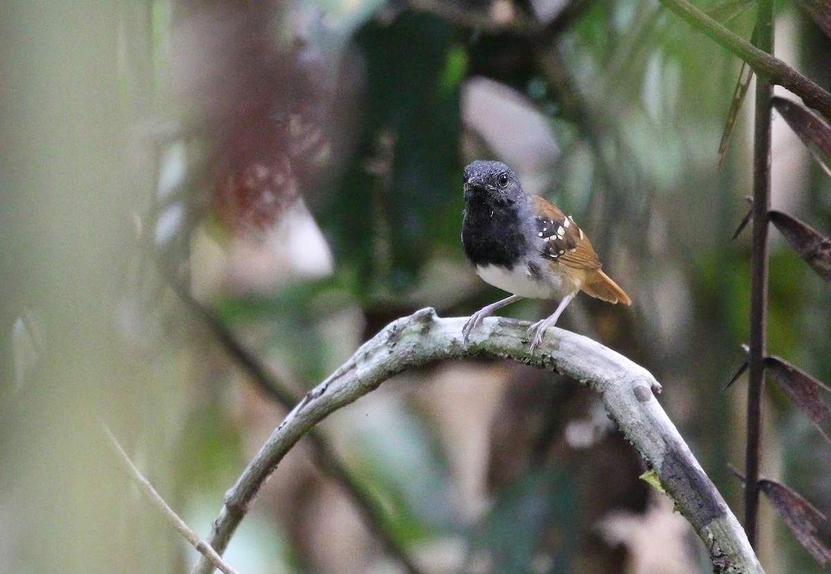 Chestnut-tailed Antbird - ML622331029