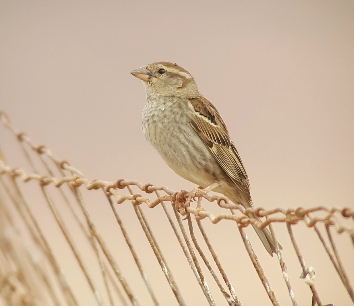 Spanish Sparrow - ML622331048