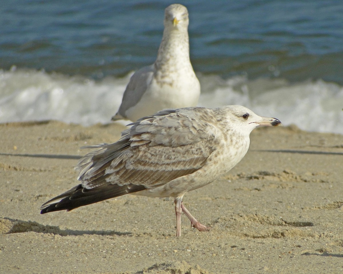 Herring Gull (American) - Aubrey Merrill