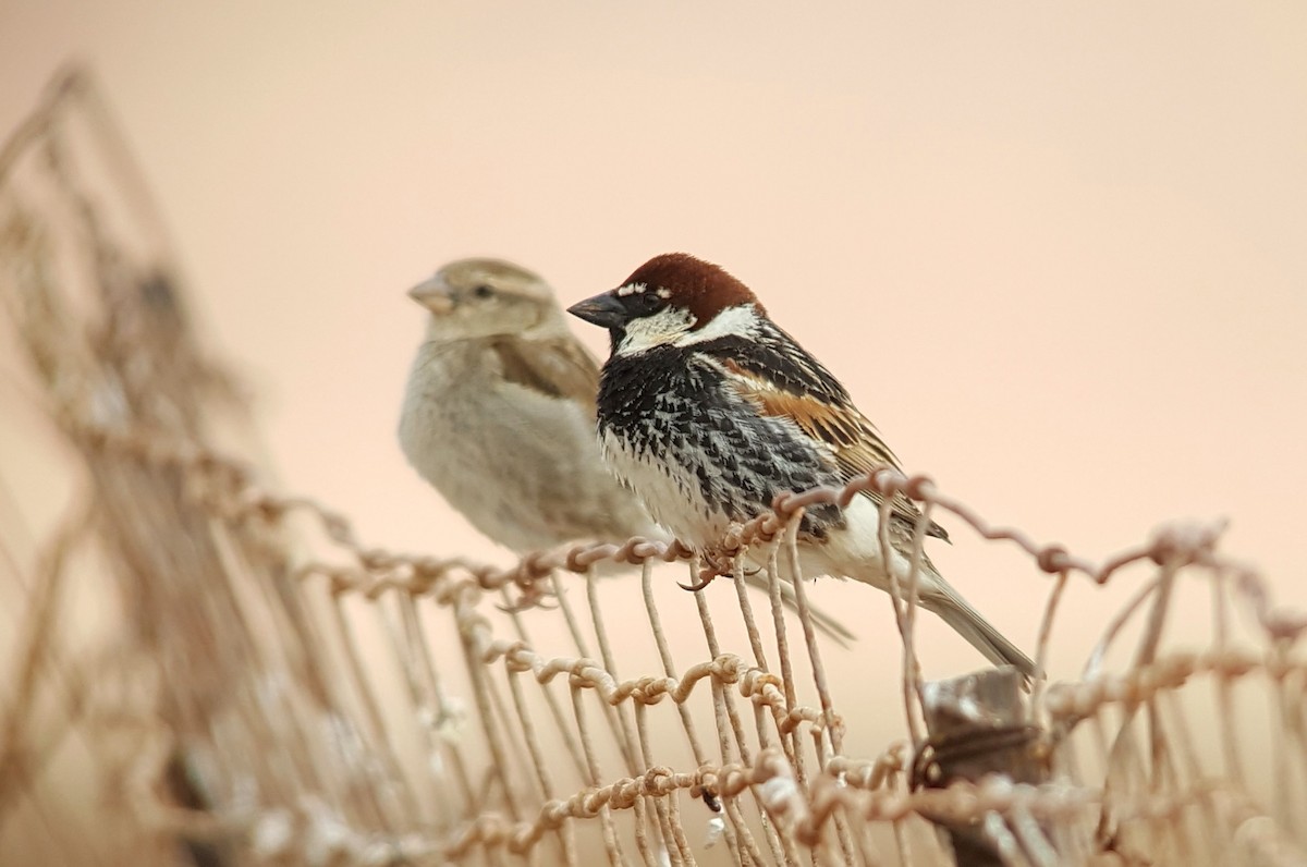 Spanish Sparrow - ML622331080