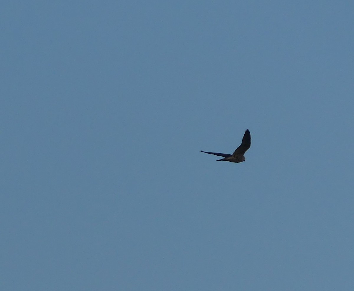 Peregrine Falcon - ML622331139