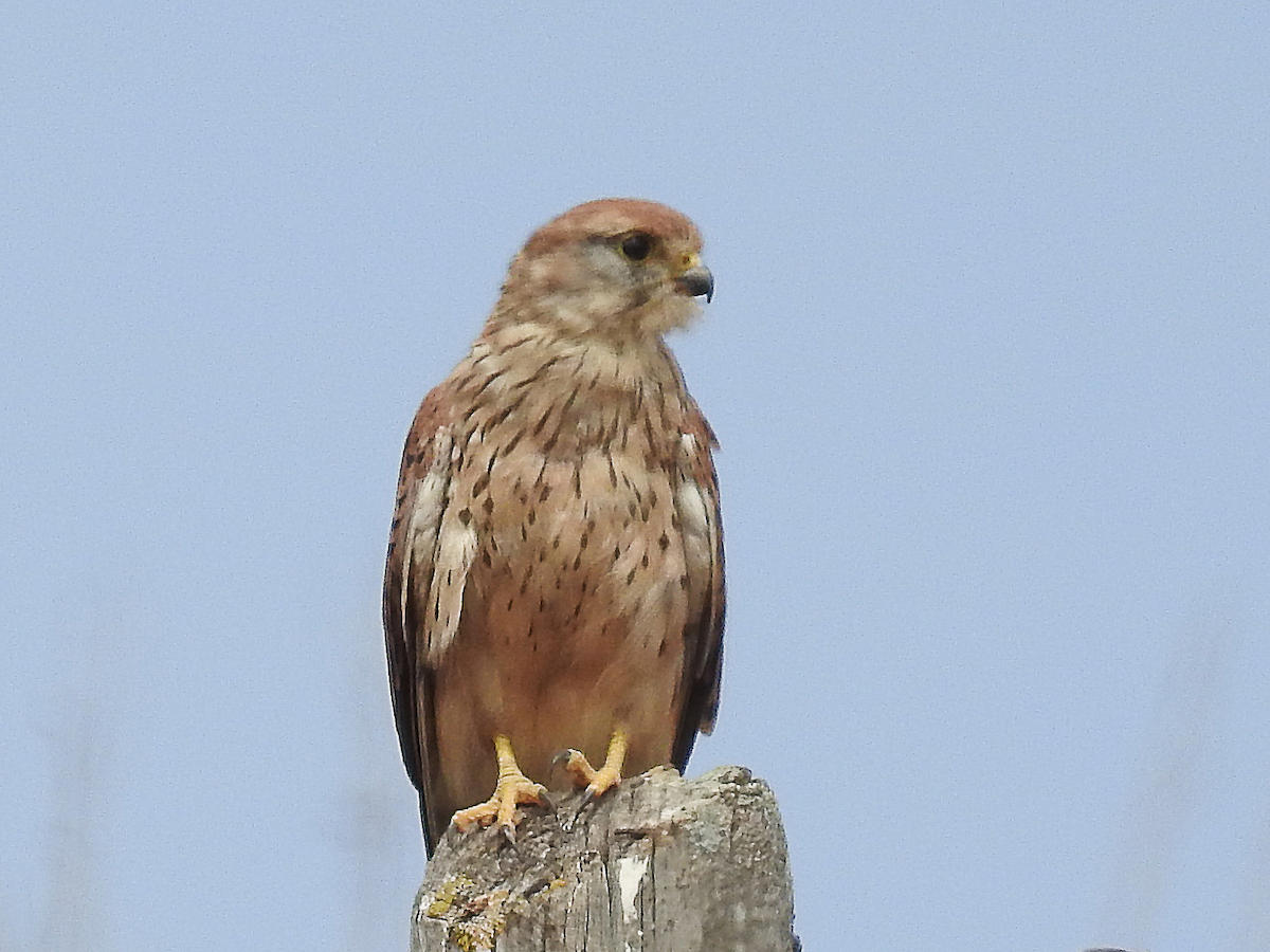 poštolka obecná - ML622331143