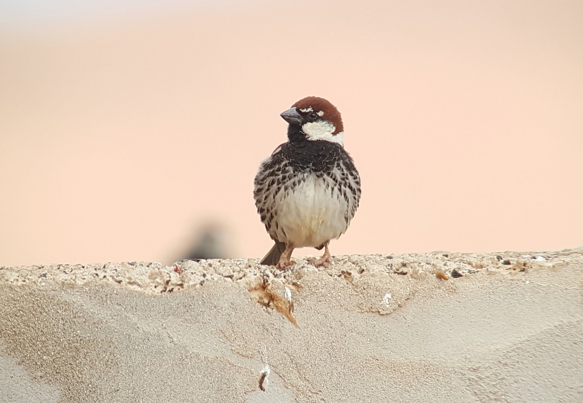 Spanish Sparrow - ML622331145