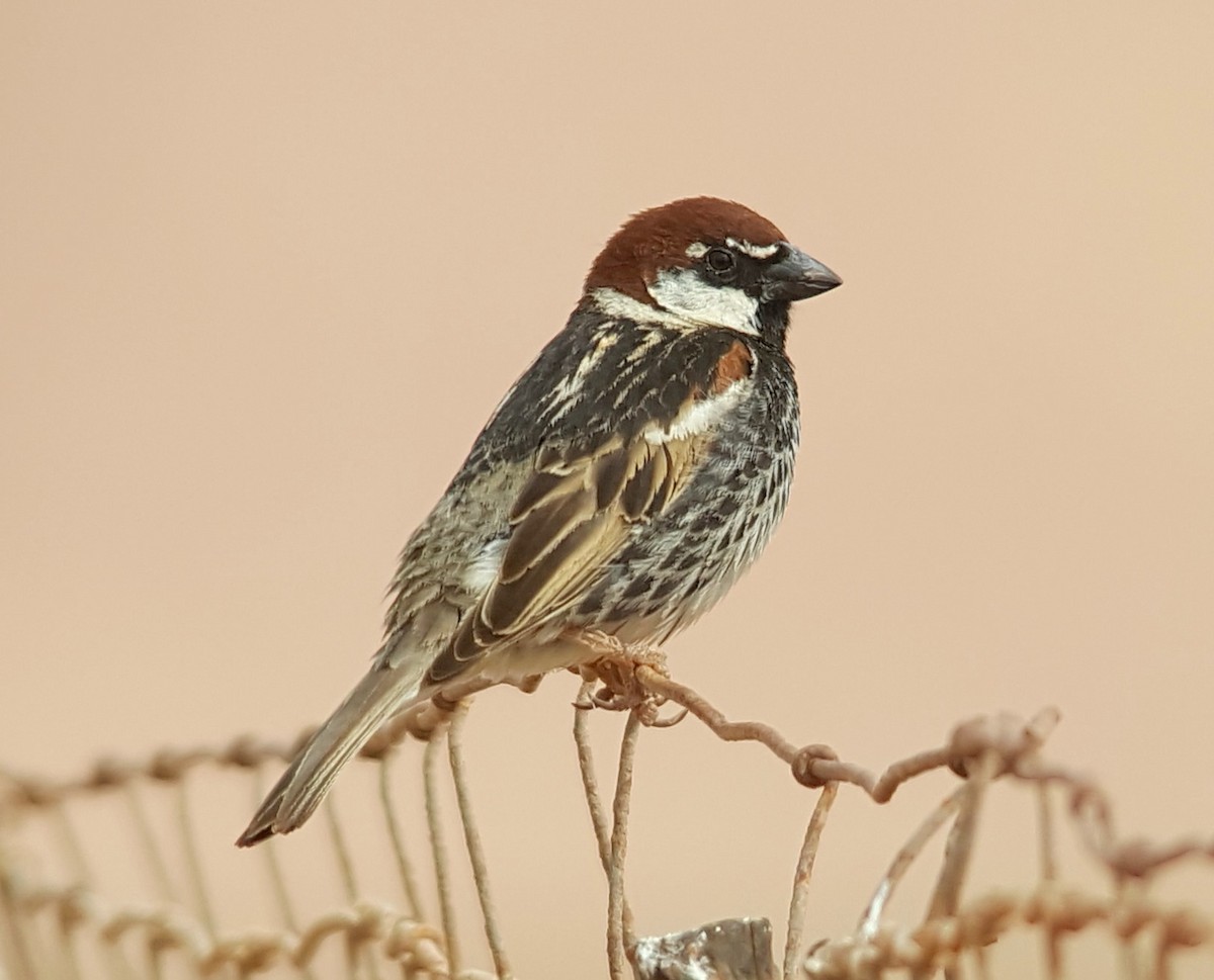 Spanish Sparrow - ML622331157