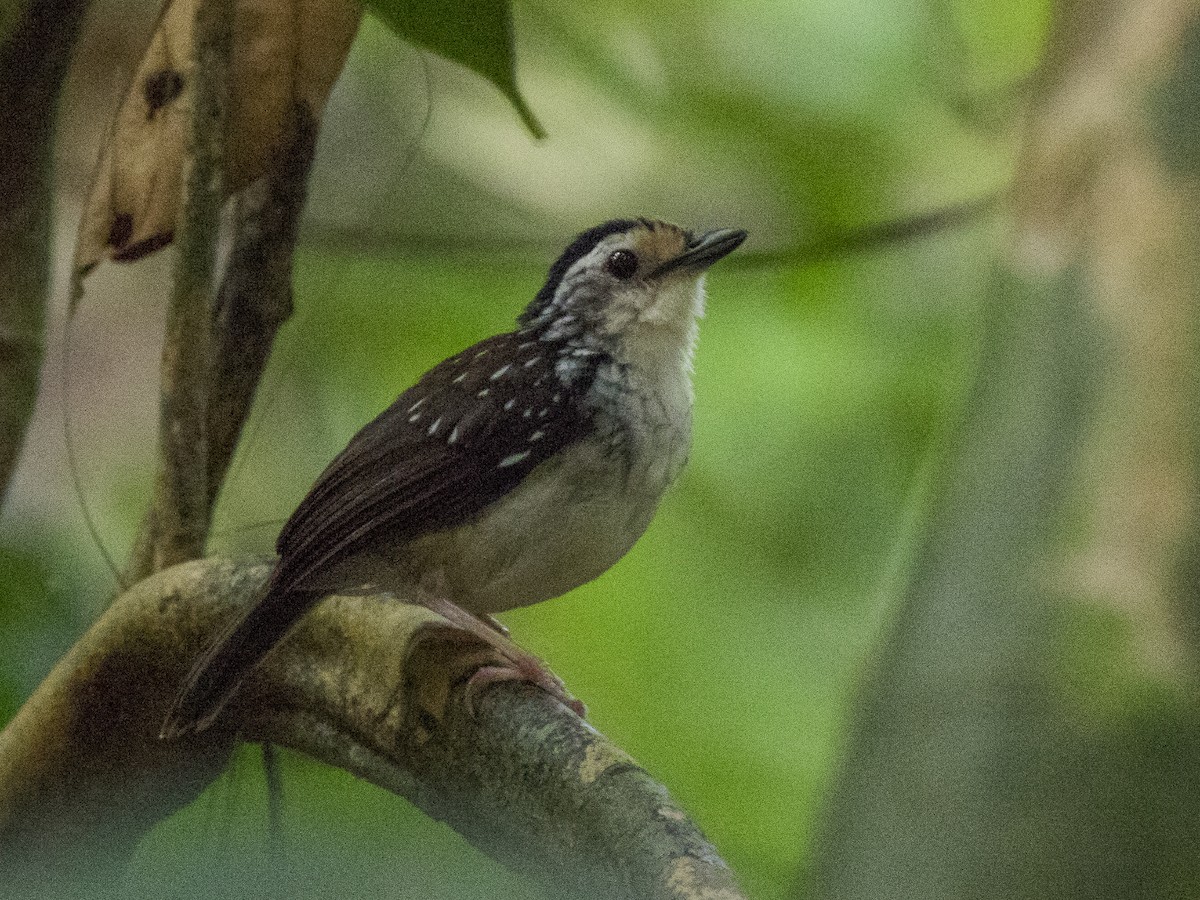 Striped Wren-Babbler - ML622331166