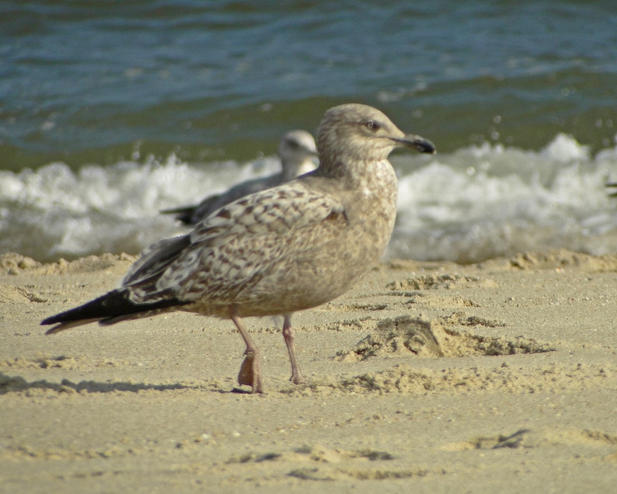 Herring Gull (American) - ML622331170