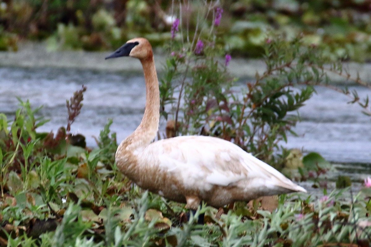 Trumpeter Swan - ML622331184