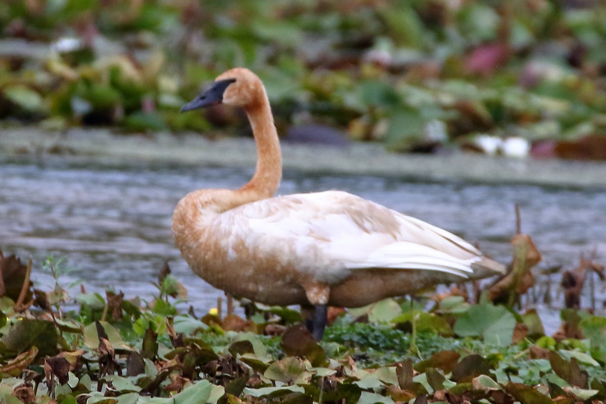 Trumpeter Swan - ML622331192