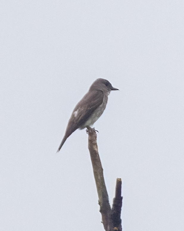 Olive-sided Flycatcher - ML622331193